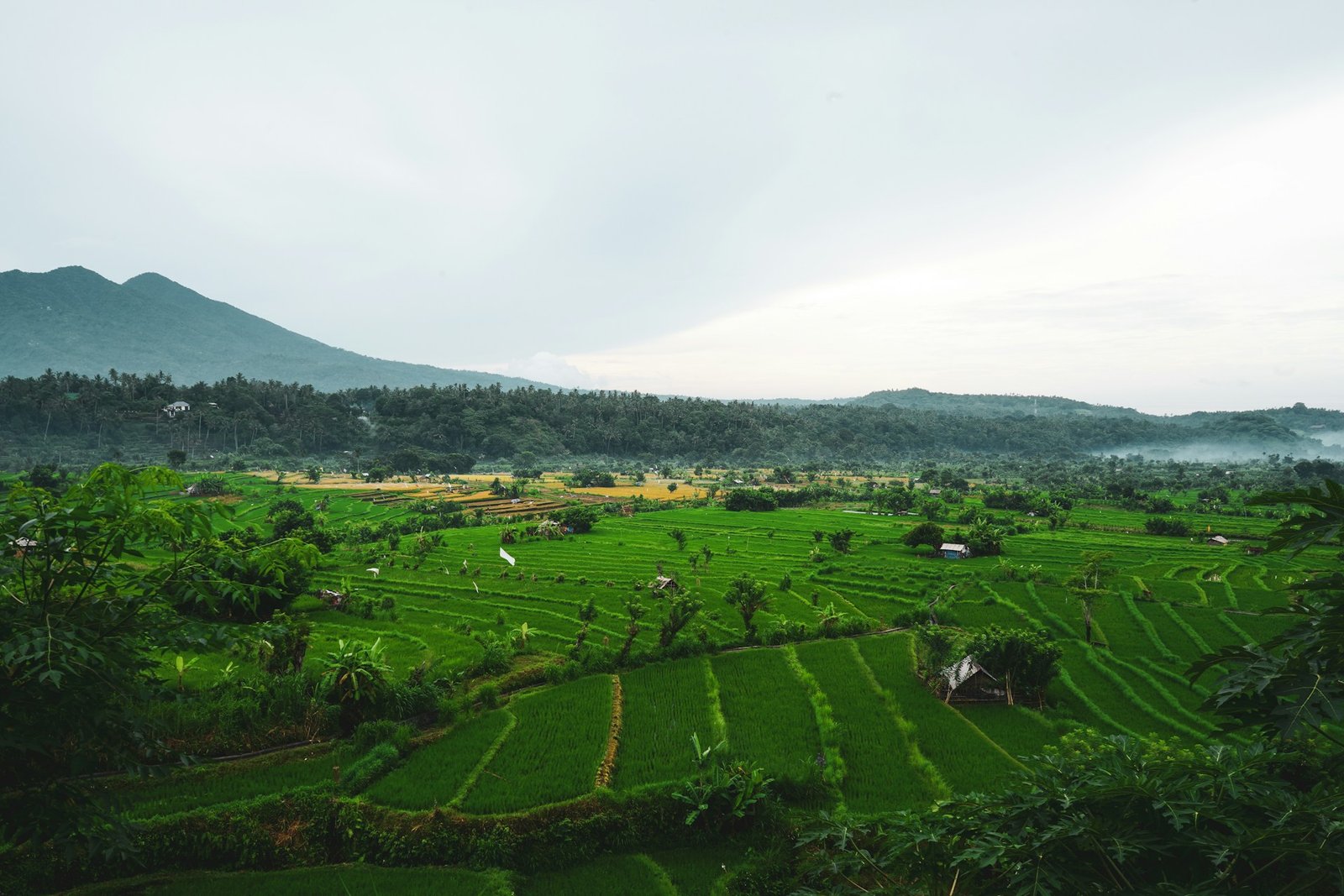 Jatiluwih Rice Terrace